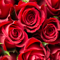valentines foto web