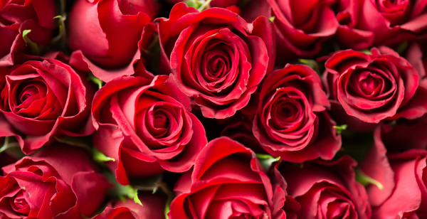 Roses by the Hundreds